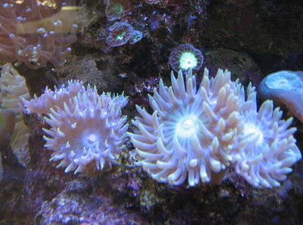 corals inverts - duncanopsammia axifuga - giant green polyp duncan stocking in 225 gallons tank - Duncan mania corals inverts - duncanopsammia axifuga - giant green polyp duncan stocking in 225 gallons tank - Duncan mania