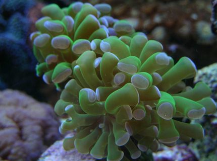 corals inverts - euphyllia paradivisa - frogspawn coral stocking in 180 gallons tank - E. cristata. corals inverts - euphyllia paradivisa - frogspawn coral stocking in 180 gallons tank - E. cristata.