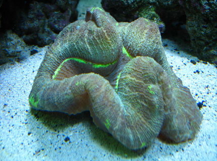 corals inverts - trachyphyllia radiata - brain coral, wellsophyllia stocking in 160 gallons tank - Open Brain corals inverts - trachyphyllia radiata - brain coral, wellsophyllia stocking in 160 gallons tank - Open Brain