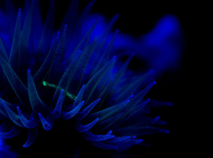 corals inverts - tubastrea micrantha - black sun coral stocking in 37 gallons tank - dendronight lights corals inverts - tubastrea micrantha - black sun coral stocking in 37 gallons tank - dendronight lights