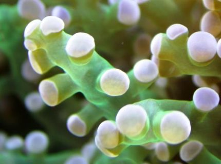 corals inverts - euphyllia paradivisa - frogspawn coral stocking in 160 gallons tank - Close up on an Euphillia corals inverts - euphyllia paradivisa - frogspawn coral stocking in 160 gallons tank - Close up on an Euphillia