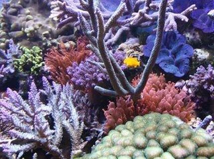 Rated #10: Corals Inverts - Gorgonia Sp. - Rusty Gorgonian Stocking In 220 Gallons Tank - corals Rated #10: Corals Inverts - Gorgonia Sp. - Rusty Gorgonian Stocking In 220 Gallons Tank - corals