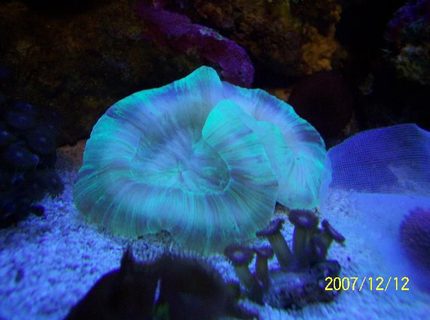 corals inverts - trachyphyllia radiata - brain coral, wellsophyllia - green open brain. corals inverts - trachyphyllia radiata - brain coral, wellsophyllia - green open brain.
