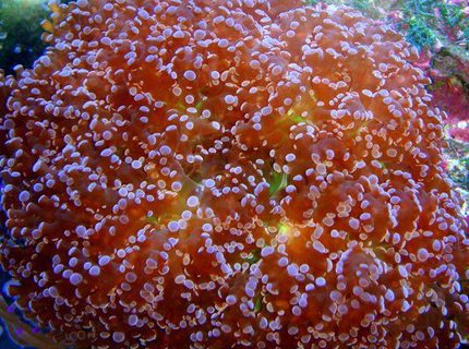corals inverts - euphyllia paradivisa - frogspawn coral stocking in 46 gallons tank - Red Frogspawn corals inverts - euphyllia paradivisa - frogspawn coral stocking in 46 gallons tank - Red Frogspawn