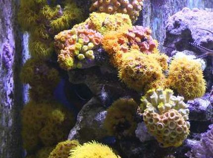 Rated #7: Corals Inverts - Tubastrea Faulkneri - Yellow Sun Coral Stocking In 400 Gallons Tank - Sun Coral Zone
All fed Daily using Frozen Mysis and Cyclop-eeze to entice them out. Had some die back in the early days but now I Rated #7: Corals Inverts - Tubastrea Faulkneri - Yellow Sun Coral Stocking In 400 Gallons Tank - Sun Coral Zone
All fed Daily using Frozen Mysis and Cyclop-eeze to entice them out. Had some die back in the early days but now I've got the feeding sussed they are recovering very well and even new heads are growing.