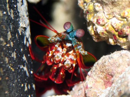 corals inverts - odontodactylus scyllarus - clown mantis shrimp stocking in 24 gallons tank - O. Scyllarus corals inverts - odontodactylus scyllarus - clown mantis shrimp stocking in 24 gallons tank - O. Scyllarus
