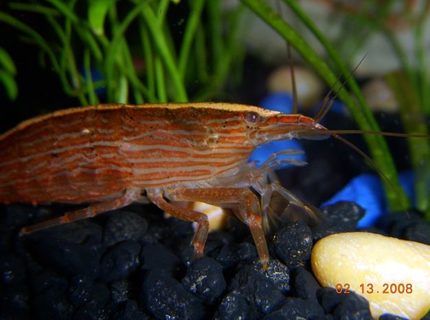 corals inverts - atyopsis moluccensis - bamboo shrimp stocking in 55 gallons tank - Our Bamboo Shrimp. He hides in our bubbler and comes out at night. Awesome little critter!
Bad News! This poor guy molted the other day and somebody picked on him in his fragile state. He is no more. corals inverts - atyopsis moluccensis - bamboo shrimp stocking in 55 gallons tank - Our Bamboo Shrimp. He hides in our bubbler and comes out at night. Awesome little critter!
Bad News! This poor guy molted the other day and somebody picked on him in his fragile state. He is no more.