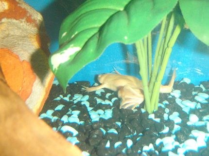 corals inverts - xenopus laevis - albino clawed frog stocking in 60 gallons tank - Albino frog hiding. corals inverts - xenopus laevis - albino clawed frog stocking in 60 gallons tank - Albino frog hiding.