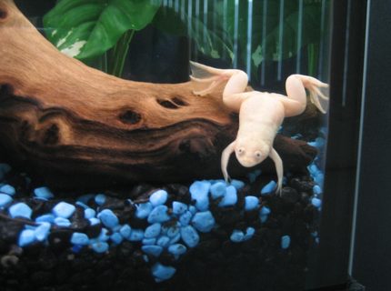 corals inverts - xenopus laevis - albino clawed frog stocking in 60 gallons tank - Albino loves the camera! corals inverts - xenopus laevis - albino clawed frog stocking in 60 gallons tank - Albino loves the camera!