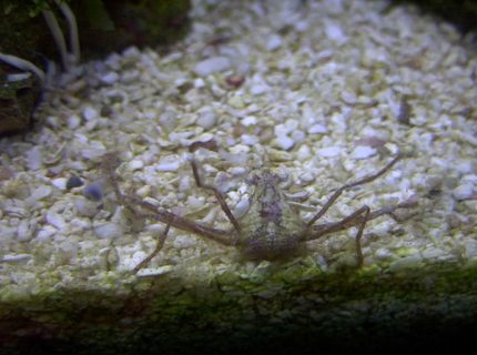 corals inverts - stenorhynchus seticornis - arrow crab stocking in 14 gallons tank - Frilly Arrow Crab corals inverts - stenorhynchus seticornis - arrow crab stocking in 14 gallons tank - Frilly Arrow Crab