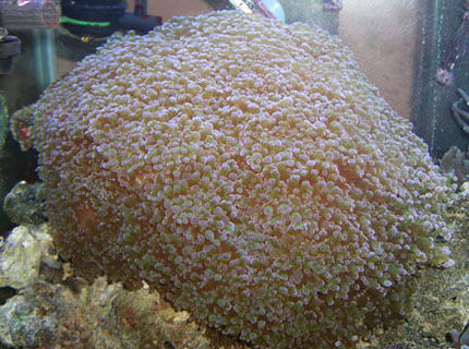 corals inverts - euphyllia paradivisa - frogspawn coral stocking in 90 gallons tank - Frogspawn corals inverts - euphyllia paradivisa - frogspawn coral stocking in 90 gallons tank - Frogspawn
