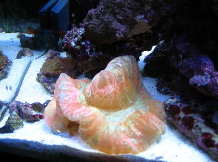corals inverts - trachyphyllia geoffroyi - brain coral, trachyphyllia stocking in 75 gallons tank - open brain corals inverts - trachyphyllia geoffroyi - brain coral, trachyphyllia stocking in 75 gallons tank - open brain