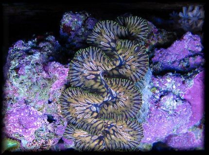 corals inverts - tridacna maxima - maxima clam, gold stocking in 125 gallons tank - teardrop maxima clam corals inverts - tridacna maxima - maxima clam, gold stocking in 125 gallons tank - teardrop maxima clam