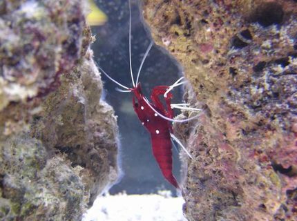 corals inverts - lysmata debelius - blood red fire shrimp stocking in 125 gallons tank - blood red shrimp corals inverts - lysmata debelius - blood red fire shrimp stocking in 125 gallons tank - blood red shrimp