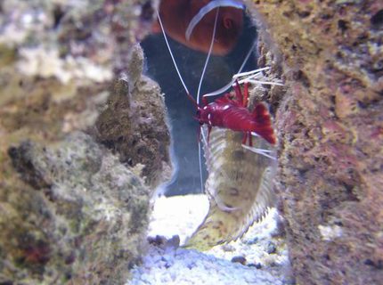 corals inverts - lysmata debelius - blood red fire shrimp stocking in 125 gallons tank - blood red cleaning blennie corals inverts - lysmata debelius - blood red fire shrimp stocking in 125 gallons tank - blood red cleaning blennie