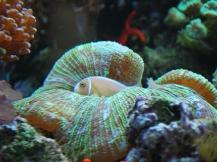 corals inverts - trachyphyllia geoffroyi - brain coral, trachyphyllia stocking in 60 gallons tank - This is where our pink clown usually sleeps at night in our brain coral corals inverts - trachyphyllia geoffroyi - brain coral, trachyphyllia stocking in 60 gallons tank - This is where our pink clown usually sleeps at night in our brain coral
