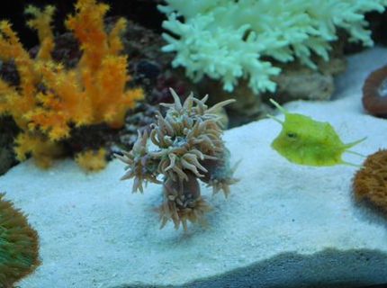 corals inverts - duncanopsammia axifuga - giant green polyp duncan stocking in 60 gallons tank - Unfortunately our cow fish like our duncan heads corals inverts - duncanopsammia axifuga - giant green polyp duncan stocking in 60 gallons tank - Unfortunately our cow fish like our duncan heads