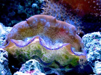 corals inverts - tridacna maxima - maxima clam stocking in 90 gallons tank - Clam corals inverts - tridacna maxima - maxima clam stocking in 90 gallons tank - Clam