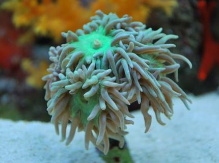 corals inverts - duncanopsammia axifuga - giant green polyp duncan stocking in 60 gallons tank - Duncans heads after they have just ate
(IF YOU DO NOT LIKE OUR PICTURES THEN YOU DO NOT HAVE TO LOOK AT THEM, BUT VOTING 0 IS VERY NEGATIVE ON YOUR PART) PLEASE JUST MOVE ON - THANKS!!!! corals inverts - duncanopsammia axifuga - giant green polyp duncan stocking in 60 gallons tank - Duncans heads after they have just ate
(IF YOU DO NOT LIKE OUR PICTURES THEN YOU DO NOT HAVE TO LOOK AT THEM, BUT VOTING 0 IS VERY NEGATIVE ON YOUR PART) PLEASE JUST MOVE ON - THANKS!!!!
