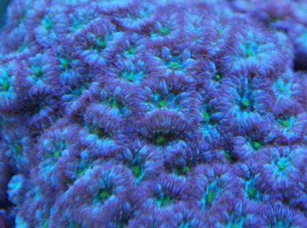 corals inverts - blastomussa merletti - australian big polyp blastomussa stocking in 55 gallons tank - blasto macro pic corals inverts - blastomussa merletti - australian big polyp blastomussa stocking in 55 gallons tank - blasto macro pic