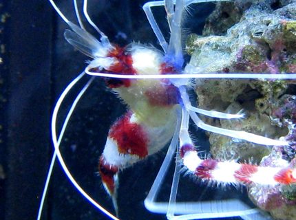 corals inverts - stenopus hispidus - banded coral shrimp stocking in 90 gallons tank - Coral Banded Shrimp corals inverts - stenopus hispidus - banded coral shrimp stocking in 90 gallons tank - Coral Banded Shrimp