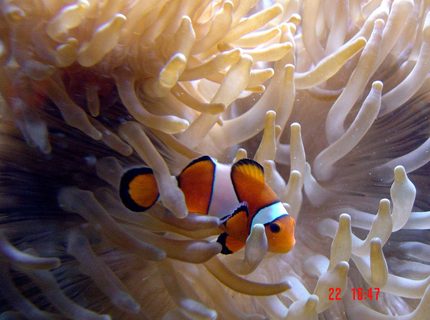 corals inverts - heteractis crispa - sebae anemone stocking in 185 gallons tank - update corals inverts - heteractis crispa - sebae anemone stocking in 185 gallons tank - update