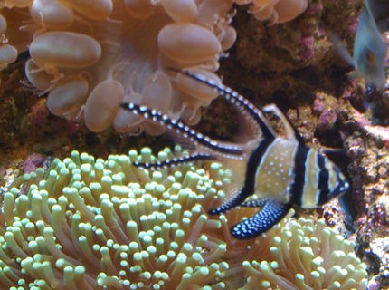 corals inverts - euphyllia glabrescens - torch coral stocking in 110 gallons tank - Tourch coral corals inverts - euphyllia glabrescens - torch coral stocking in 110 gallons tank - Tourch coral