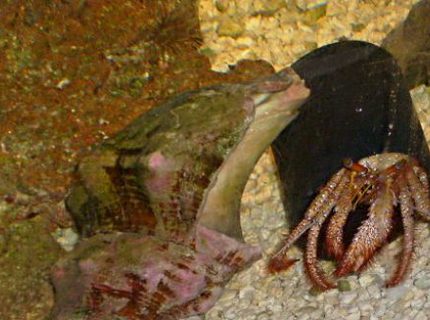 corals inverts - dardanus calidus - hermit crab stocking in 55 gallons tank - my crab havin a party!!! corals inverts - dardanus calidus - hermit crab stocking in 55 gallons tank - my crab havin a party!!!