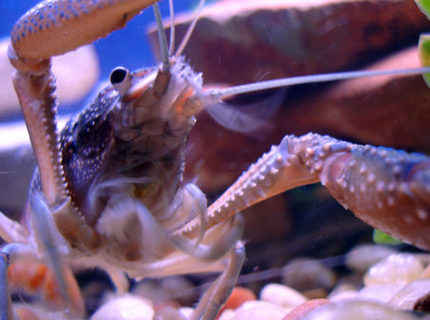 corals inverts - procambarus alleni - blue crayfish stocking in 55 gallons tank - BOO! (Or, the last thing several of my fish saw, including a dwarf gourami who died with a comically cartoonish bite out of his belly. Stupid crawfish.) Procambarus alleni (I think). corals inverts - procambarus alleni - blue crayfish stocking in 55 gallons tank - BOO! (Or, the last thing several of my fish saw, including a dwarf gourami who died with a comically cartoonish bite out of his belly. Stupid crawfish.) Procambarus alleni (I think).