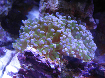 corals inverts - euphyllia paradivisa - frogspawn coral stocking in 75 gallons tank - frogspawn coral corals inverts - euphyllia paradivisa - frogspawn coral stocking in 75 gallons tank - frogspawn coral