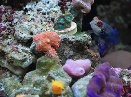 corals inverts - ricordea yuma - ricordea mushroom stocking in 60 gallons tank - Mandarin hanging out corals inverts - ricordea yuma - ricordea mushroom stocking in 60 gallons tank - Mandarin hanging out