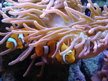 corals inverts - heteractis crispa - sebae anemone stocking in 34 gallons tank - Clowns corals inverts - heteractis crispa - sebae anemone stocking in 34 gallons tank - Clowns