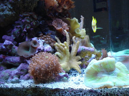 corals inverts - trachyphyllia geoffroyi - brain coral stocking in 34 gallons tank - Left Side corals inverts - trachyphyllia geoffroyi - brain coral stocking in 34 gallons tank - Left Side