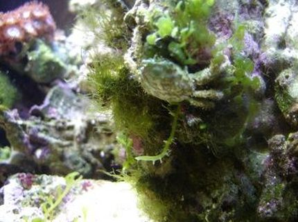 corals inverts - mithrax sculptus - emerald crab stocking in 14 gallons tank - Emerald Crab corals inverts - mithrax sculptus - emerald crab stocking in 14 gallons tank - Emerald Crab