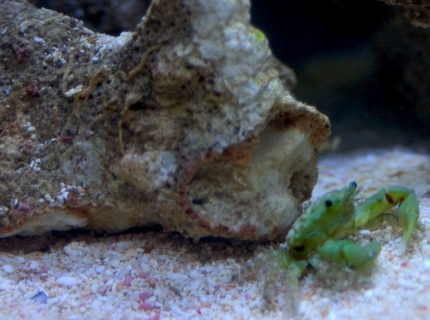 corals inverts - mithrax sculptus - emerald crab stocking in 26 gallons tank - Emerald crab corals inverts - mithrax sculptus - emerald crab stocking in 26 gallons tank - Emerald crab