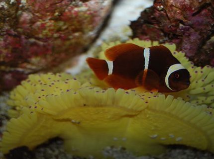 Rated #9: Corals Inverts - Heteractis Crispa - Sebae Anemone Stocking In 58 Gallons Tank - maroon clown on purple tipped sebae anenome Rated #9: Corals Inverts - Heteractis Crispa - Sebae Anemone Stocking In 58 Gallons Tank - maroon clown on purple tipped sebae anenome
