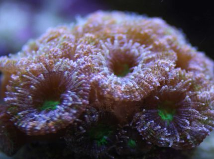 corals inverts - acanthastrea lordhowensis - jester aussie lord stocking in 110 gallons tank - Jester Acan corals inverts - acanthastrea lordhowensis - jester aussie lord stocking in 110 gallons tank - Jester Acan