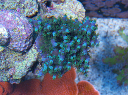 corals inverts - acropora tortuosa - blue tortuosa stocking in 75 gallons tank - Top Down shot of Blue Tortuosa corals inverts - acropora tortuosa - blue tortuosa stocking in 75 gallons tank - Top Down shot of Blue Tortuosa