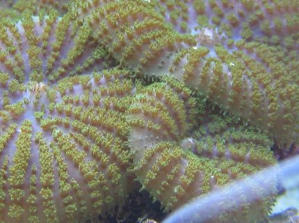 corals inverts - rhodactis indosinensis - hairy mushroom stocking in 125 gallons tank - Who said mushrooms can't be exciting? corals inverts - rhodactis indosinensis - hairy mushroom stocking in 125 gallons tank - Who said mushrooms can't be exciting?