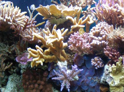 corals inverts - seriatopora hystrix - birdsnest coral stocking in 125 gallons tank - Corals -
SPS, LPS, - various - Zoo's, Acanthastrea, Monti's, Acro's, clams, ricordea's, pink and neon birdsnest, catspaw
Fish -
Blue Hippo Tang, Yellow Tang, Vlamingi Tang, Pair of Percula Clowns, Fairy Wrasse, Lawnmower Blenny, blue starfish, Pair of Pajama Cardinal's corals inverts - seriatopora hystrix - birdsnest coral stocking in 125 gallons tank - Corals -
SPS, LPS, - various - Zoo's, Acanthastrea, Monti's, Acro's, clams, ricordea's, pink and neon birdsnest, catspaw
Fish -
Blue Hippo Tang, Yellow Tang, Vlamingi Tang, Pair of Percula Clowns, Fairy Wrasse, Lawnmower Blenny, blue starfish, Pair of Pajama Cardinal's