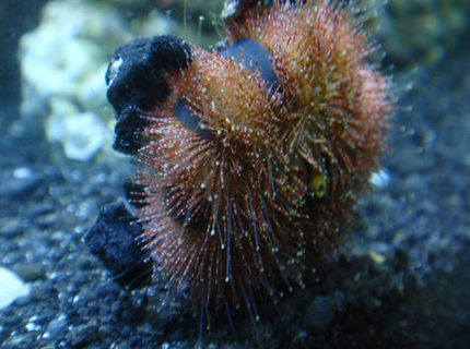 corals inverts - mespilia globulus - blue tuxedo urchin stocking in 144 gallons tank - Tuxedo Urchin corals inverts - mespilia globulus - blue tuxedo urchin stocking in 144 gallons tank - Tuxedo Urchin