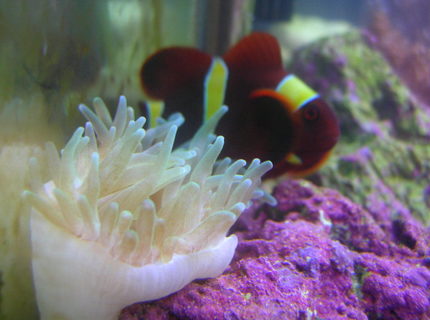 corals inverts - entacmaea quadricolor - bubble tip anemone stocking in 125 gallons tank - green bubble anemone corals inverts - entacmaea quadricolor - bubble tip anemone stocking in 125 gallons tank - green bubble anemone
