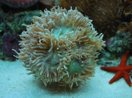 corals inverts - duncanopsammia axifuga - giant green polyp duncan stocking in 60 gallons tank - Duncan Heads really growing corals inverts - duncanopsammia axifuga - giant green polyp duncan stocking in 60 gallons tank - Duncan Heads really growing