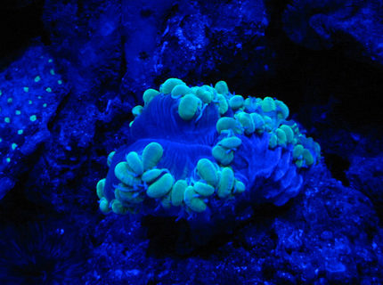 corals inverts - plerogyra sinuosa - bubble coral, green stocking in 75 gallons tank - Night Shot Green Bubble corals inverts - plerogyra sinuosa - bubble coral, green stocking in 75 gallons tank - Night Shot Green Bubble