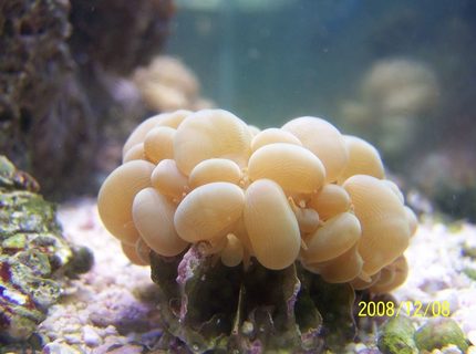 corals inverts - plerogyra sinuosa - bubble coral stocking in 75 gallons tank - Bubble Coral corals inverts - plerogyra sinuosa - bubble coral stocking in 75 gallons tank - Bubble Coral