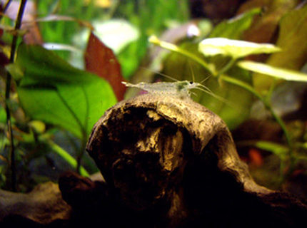 corals inverts - caridina japonica - japonica amano shrimp stocking in 40 gallons tank - Cardina Japonica corals inverts - caridina japonica - japonica amano shrimp stocking in 40 gallons tank - Cardina Japonica