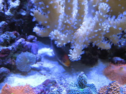 corals inverts - rhodactis indosinensis - hairy mushroom stocking in 46 gallons tank - Corals corals inverts - rhodactis indosinensis - hairy mushroom stocking in 46 gallons tank - Corals