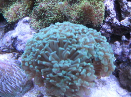 corals inverts - euphyllia paradivisa - frogspawn coral - branched stocking in 46 gallons tank - Corals corals inverts - euphyllia paradivisa - frogspawn coral - branched stocking in 46 gallons tank - Corals