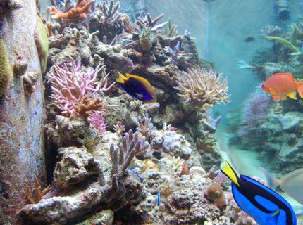 corals inverts - seriatopora hystrix - birdsnest coral stocking in 210 gallons tank - Side view corals inverts - seriatopora hystrix - birdsnest coral stocking in 210 gallons tank - Side view