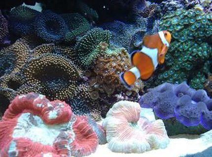 corals inverts - trachyphyllia geoffroyi - brain coral, trachyphyllia stocking in 90 gallons tank - My big funny clown corals inverts - trachyphyllia geoffroyi - brain coral, trachyphyllia stocking in 90 gallons tank - My big funny clown